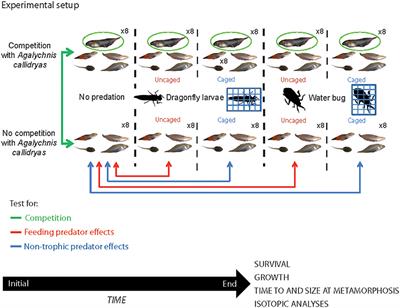 Predation and Competition Differentially Affect the Interactions and Trophic Niches of a Neotropical Amphibian Guild